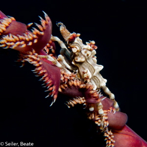 Xenon crab by Beate Seiler 